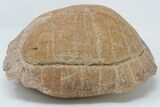 Inflated Fossil Tortoise (Stylemys) - South Dakota #197385-3